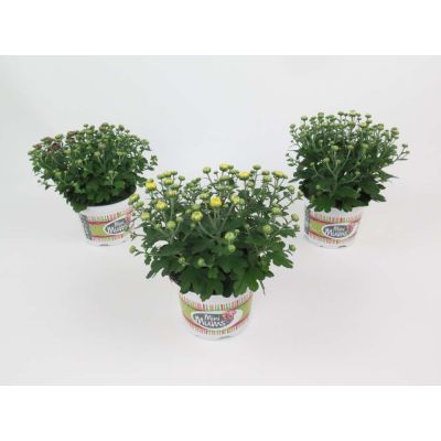 Chrysanthemum indicum Mini Mums winterhart in Farben 046829