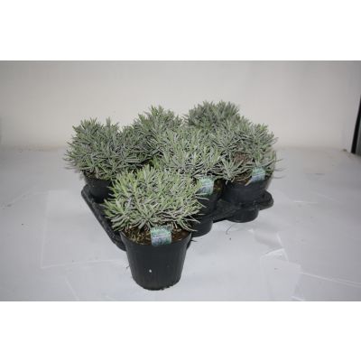Lavandula angustifolia Lavendel 049707