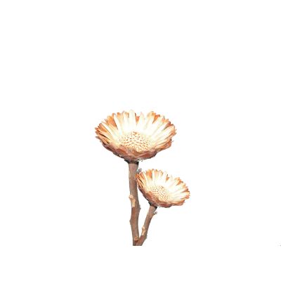 Protea rosette Gebleicht (100) FKT 050856