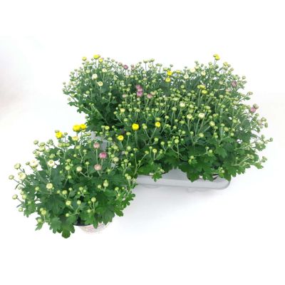 Chrysanthemum indicum Trio winterhart Mini Mums 3 Farben im Topf 053150