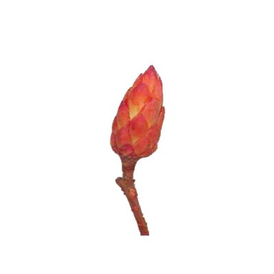 Protea repens rot klein (800) Originalkarton 074891