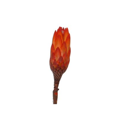 Protea repens orange (200) 074892