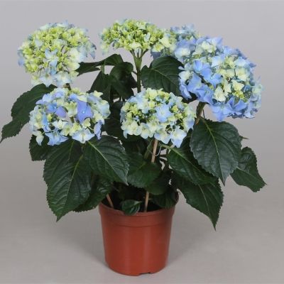 Hydrangea blau hydrangea macrophylla blau 075668