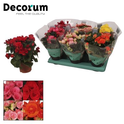 Begonia gemischt im tray(5 kleuren) 076771
