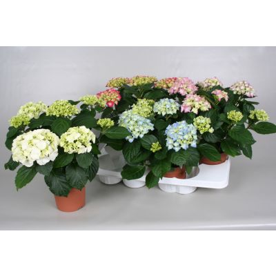 Hydrangea mix 7/8 flowers 078061