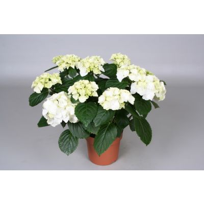 Hydrangea sonstig hydrangea white 7/8 flowers 078100