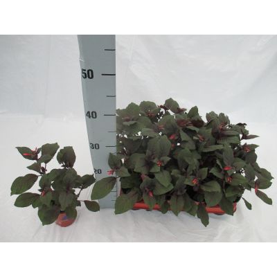 Fuchsia fulgens Korallenfuchsie 079048