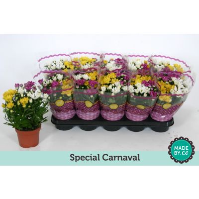 Chrysanthemum carnaval 080138