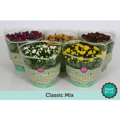 Chrysanthemum Indicum classic mix 080142