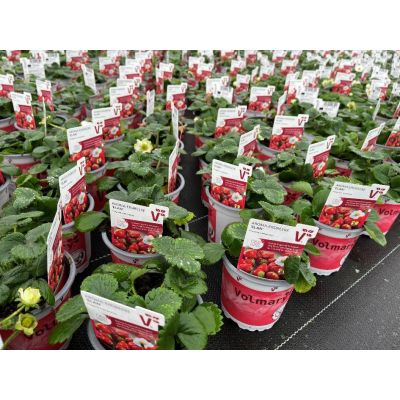 Erdbeerpflanzen Immertragend Delizz Aroma-Erdbeere, Elan, Rosana, Toscana 082582