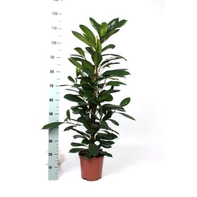 Ficus cyathistipula cyathistipula 082673