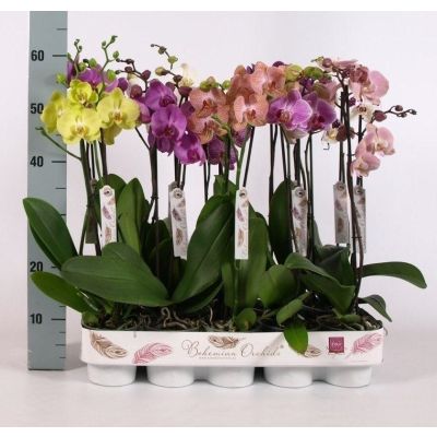 Phalaenopsis gemischt 2 Risp 082741