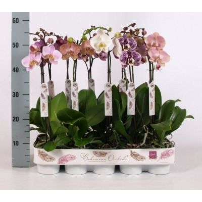 Phalaenopsis gemischt 1tak 9-14 082743