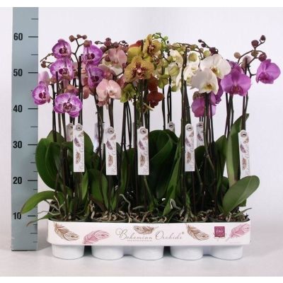 Phalaenopsis gemischt 5 Farben (enk 2tak 12+ 085024
