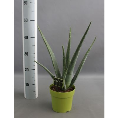 Aloe vera 15 cm 086927