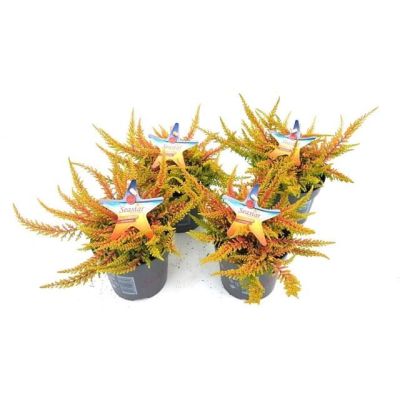 Calluna vulgaris Beauty Ladies Seastar - orange, mit BE 092557