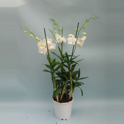 Dendrobium White Surprise toef 3-tak 093720