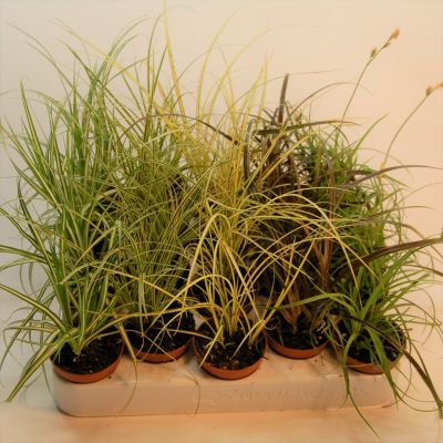 Carex mix carex gemischt p5,5 100285