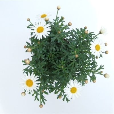 Argyranthemum sonstig op argyranthemum frutescens Weiss 100727