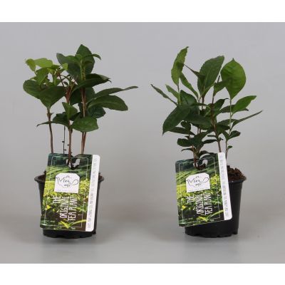 Camellia sinensis theeplant 103713