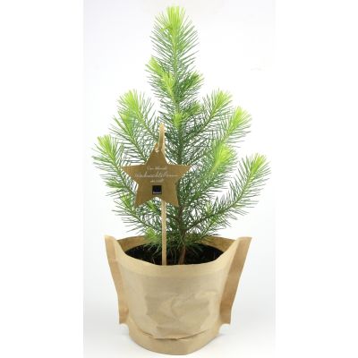 Bio-Weihn.bäumchen 'Pinus' Bio-Weihnachtsbäumchen in Papiertüte mit Stecker 104469