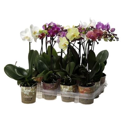 Phalaenopsis Multiflora mix 1 Risp 105159