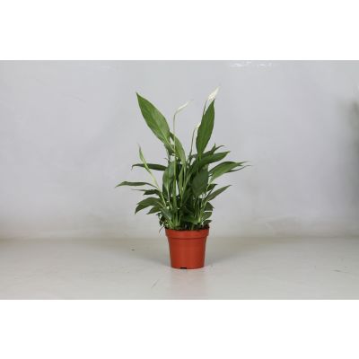 Spathiphyllum Alana spathiphyllum alana 105299
