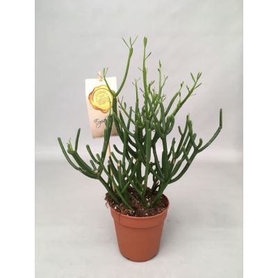 Euphorbia Tirucalli euphorbia tirucalli 105777