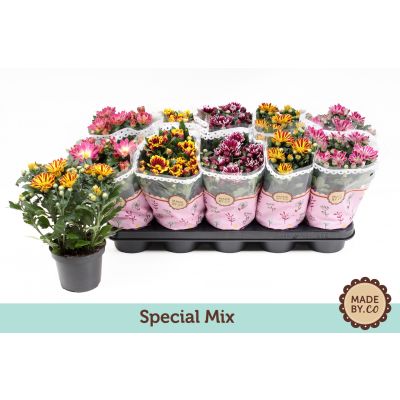 Chrysanthemum Indicum special mix 109047