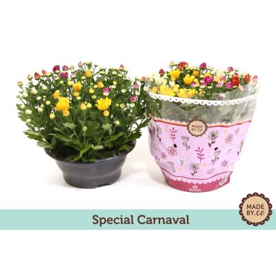 Chrysanthemum carnaval 110459