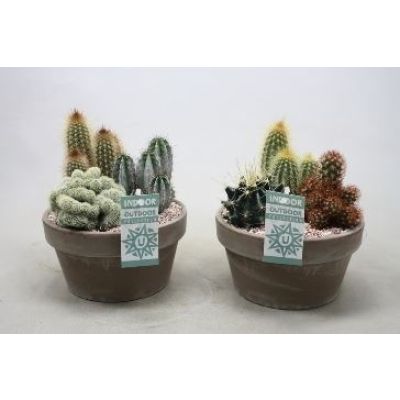 Cactus bolcactus mix 110773