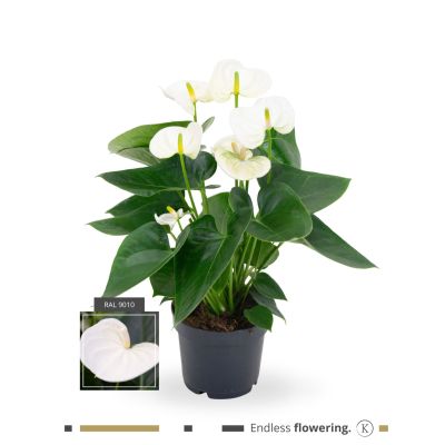 Anthurium Anthedesia White karma - white 12cm 111155