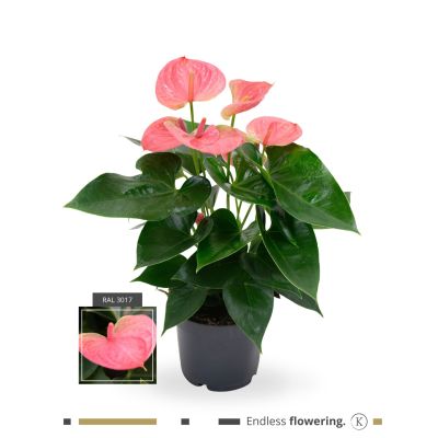 Anthurium Cherry Love Improved karma - pink (grandi) 111156