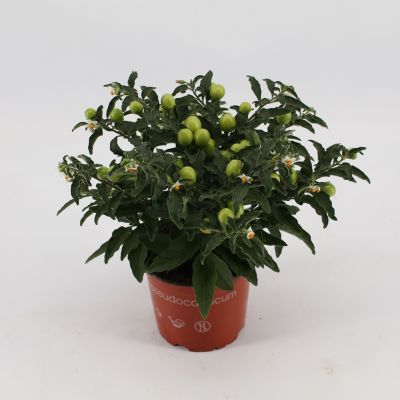 Solanum pseudocapsicum rauw stadium 111198