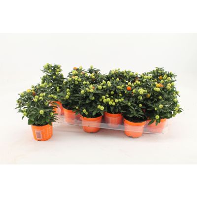 Solanum pseudocapsicum rauw stadium 111199