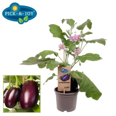 Aubergine (Solanum m pick-&-joy(r) aubergine 114443