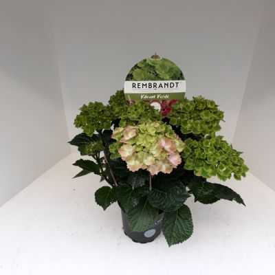 Hydrangea Rembrandt Vibrant Verde 6+ rosa 114795