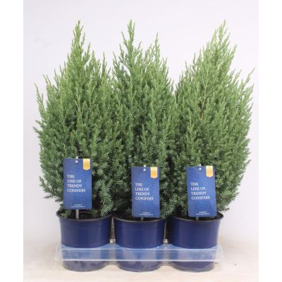 Juniperus chinensis Stricta  117048