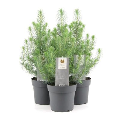 Pinus pinea Silver Crest  117074