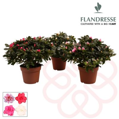 Rhododendron mix azalea flandresse(r)'gemengd'30 117076
