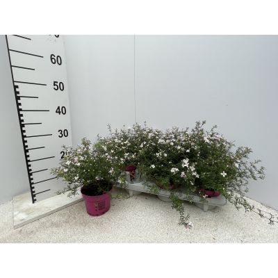 Boronia anemonifolia Busch Busch - Höhe: 30 cm 119567