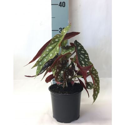 Begonia maculata 104043