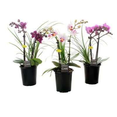 Phalaenopsis Multiflora opti-mini-70 botanico mix 2spike+ 105154