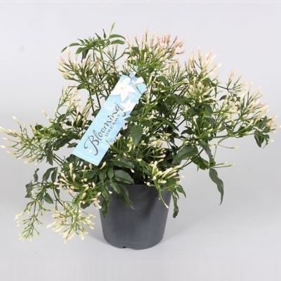 Jasminum polyanthum struik 300 knop 107981