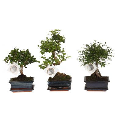 Bonsai gemischt bonsai cv. im oe15cm ceramic ball/s 111800