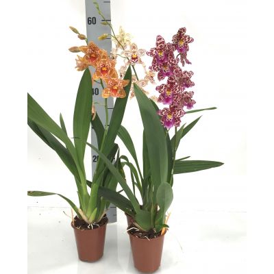 Orchidee Cambria 1 Rispe 117136