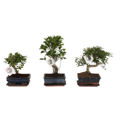 Bonsai gemischt bonsai cv. im oe20cm ceramic ball/s 117164