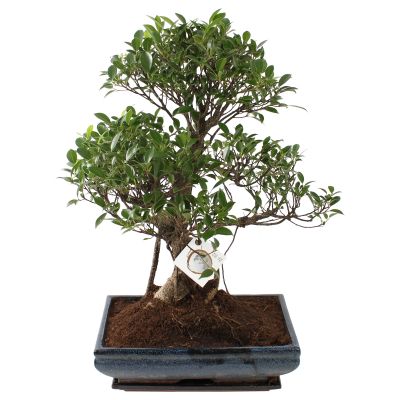 Bonsai 'Ficus retusa' A1352001FI in ø 35 cm Ceramic S-Shape with Saucer 117175
