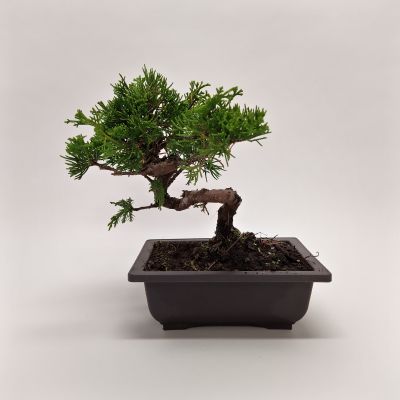 Bonsai Juniperus chinensis 'Itoigawa' 17 cm B-JunItoi eckig 117177