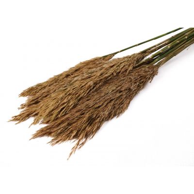 Plume Reed long 78cm 75g natural 118961
